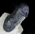 Large Paralejurus Trilobites - #21542-2